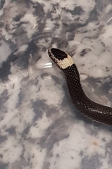 Cacophis harriettae