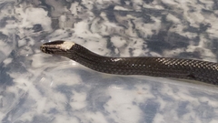 Cacophis harriettae
