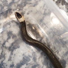 Cacophis harriettae