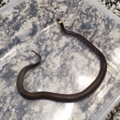 Cacophis harriettae