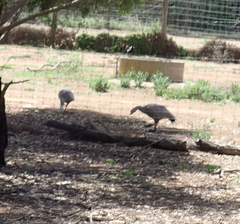 Cereopsis novaehollandiae