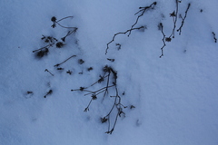 Ziziphora clinopodioides