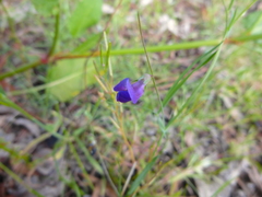 Lathyrus angulatus