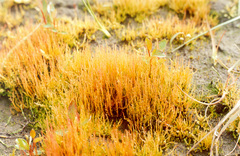 Ptychostomum calophyllum