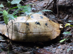 Indotestudo elongata