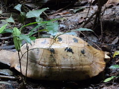 Indotestudo elongata