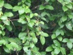 Trichonephila antipodiana