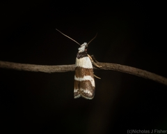 Eulechria triferella