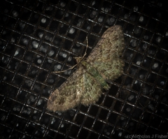 Chloroclystis mniochroa