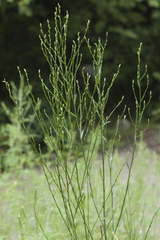 Symphyotrichum graminifolium