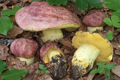 Butyriboletus regius