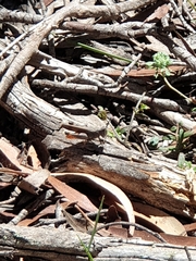 Phaulacridium vittatum