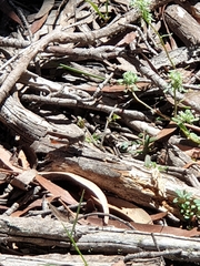 Phaulacridium vittatum