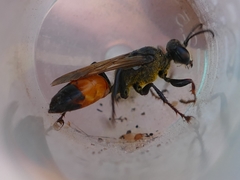 Sphex funerarius