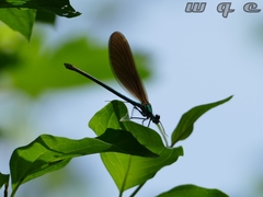 Calopteryx virgo