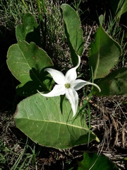 Jaborosa integrifolia