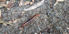 Scolopendra alternans