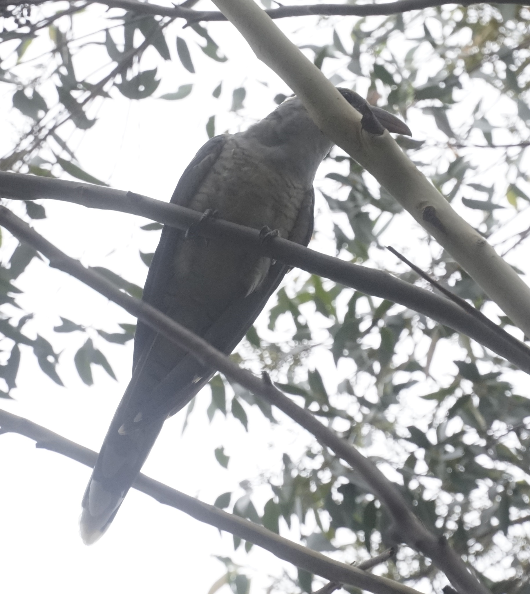 Channel-billed Cuckoo (Scythrops novaehollandiae)