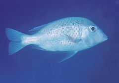 Gymnocranius euanus
