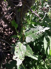 Muehlenbeckia sagittifolia