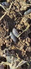 Porcellio ornatus