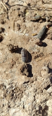 Porcellio ornatus
