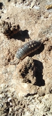Porcellio ornatus