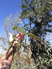 Albizia inundata