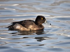 Tufted Duck photo 4
