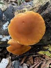 Gymnopilus purpuratus