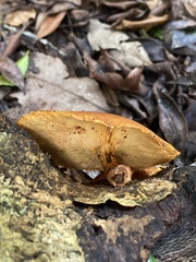 Gymnopilus purpuratus