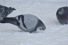 Columba livia