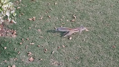 Funambulus pennantii