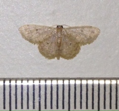 Idaea pilosata