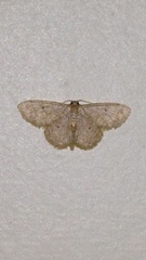 Idaea pilosata