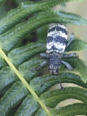 Aegorhinus superciliosus