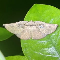 Xenomusa metallica