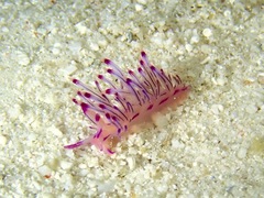 Coryphellina lotos
