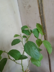 Ziziphus mauritiana
