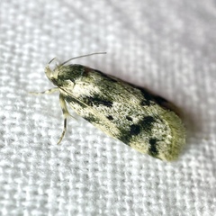 Barea basigramma