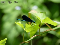 Calopteryx virgo