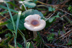Hygrophorus discoideus