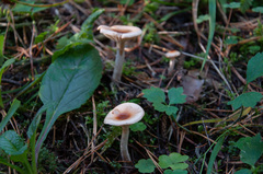 Hygrophorus discoideus