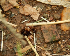 Hodotermes mossambicus