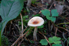Hygrophorus discoideus