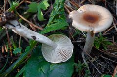 Hygrophorus discoideus