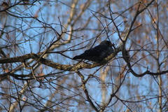 Corvus monedula