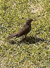 Turdus smithi