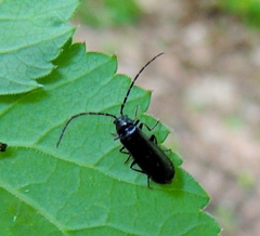 Autosilis nitidula