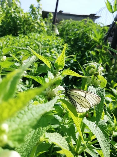 Photo of Black-veined White (Aporia crataegi)